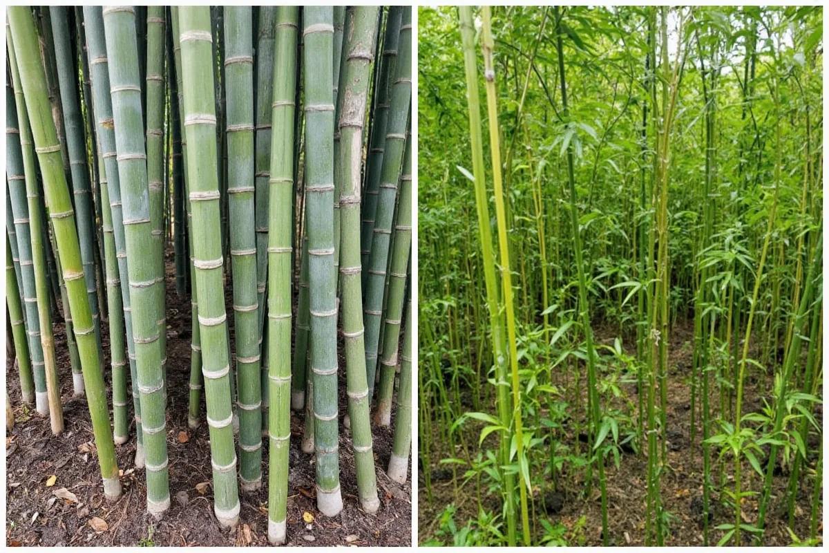 how close can bamboo be planted