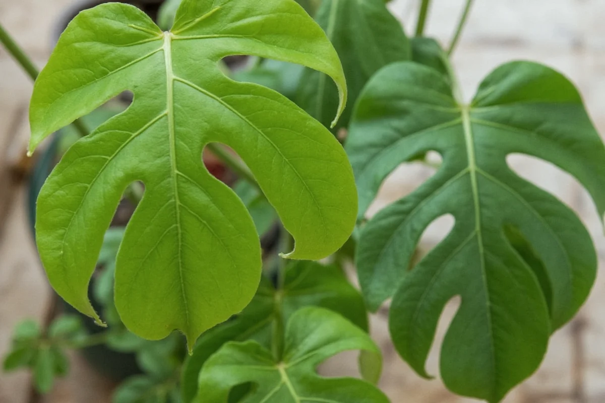 are monstera plants toxic to cats