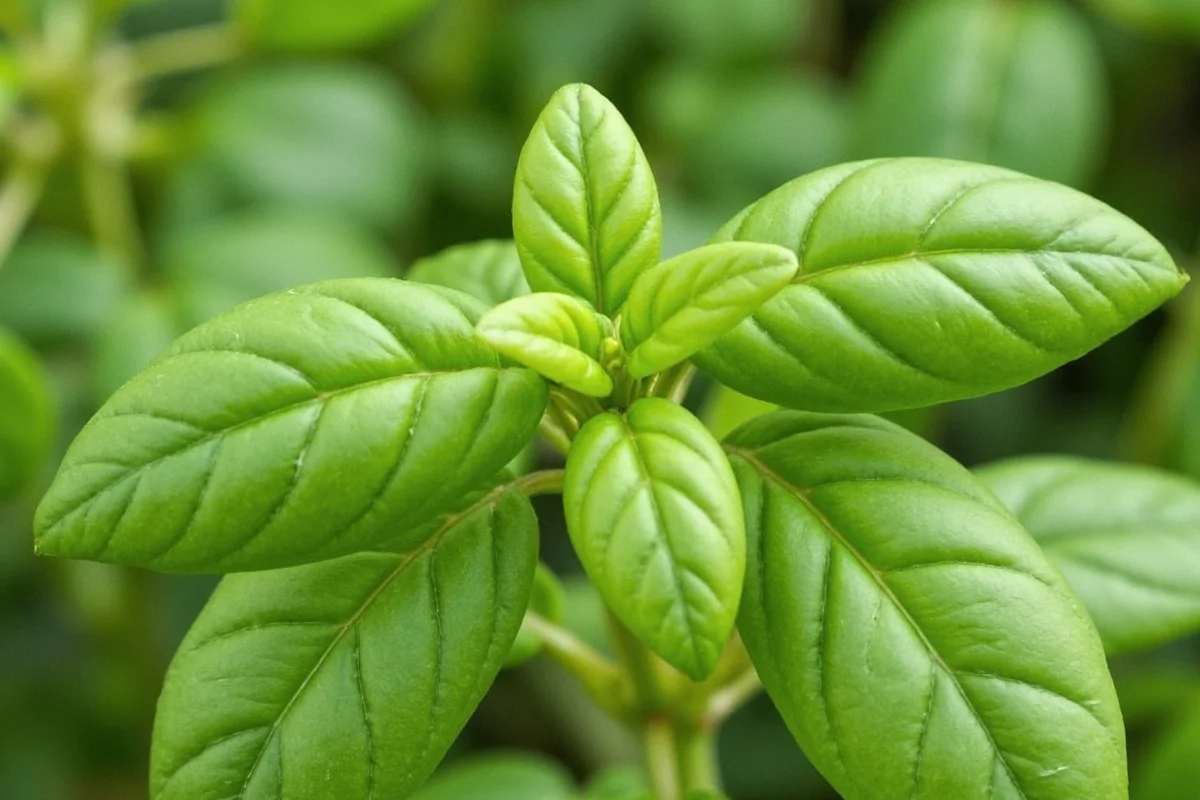 how to cut basil plant