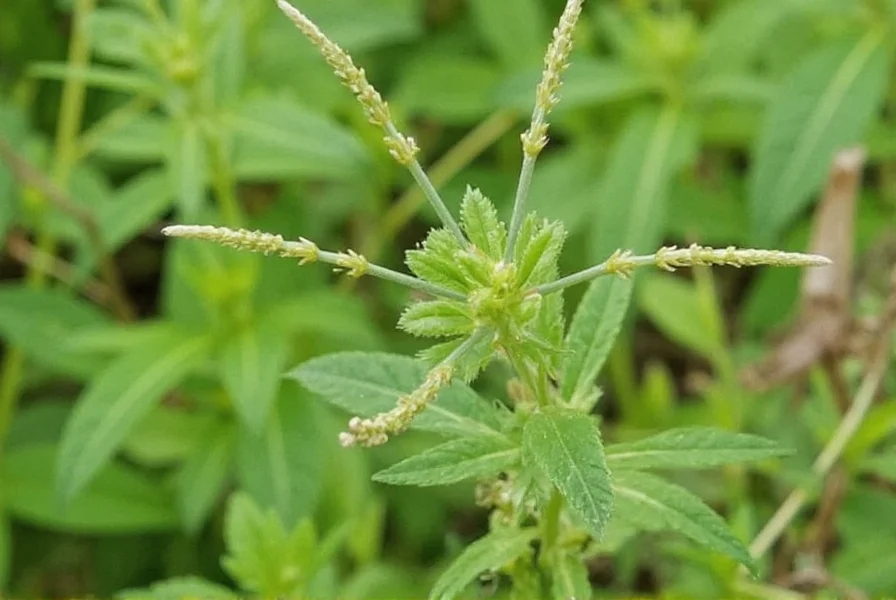 Wild sesame plant showing distinctive square stem and opposite leaves in natural habitat