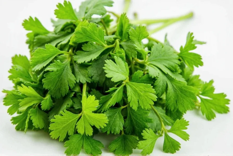 Parsley vs Cilantro Leaves