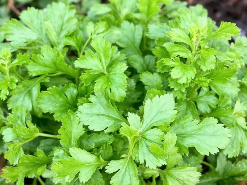 Cilantro Names: What to Call This Herb Worldwide