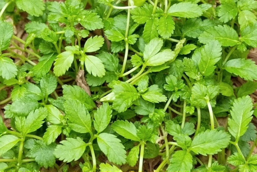 cilantro seeds spice from garden to plate 10 must know tips tricks