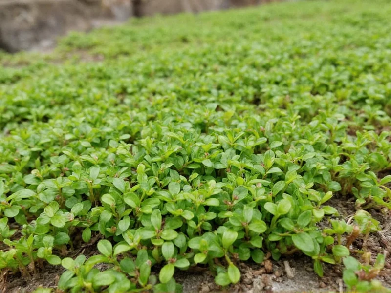 Growing Creeping Thyme From Seed: Complete Guide