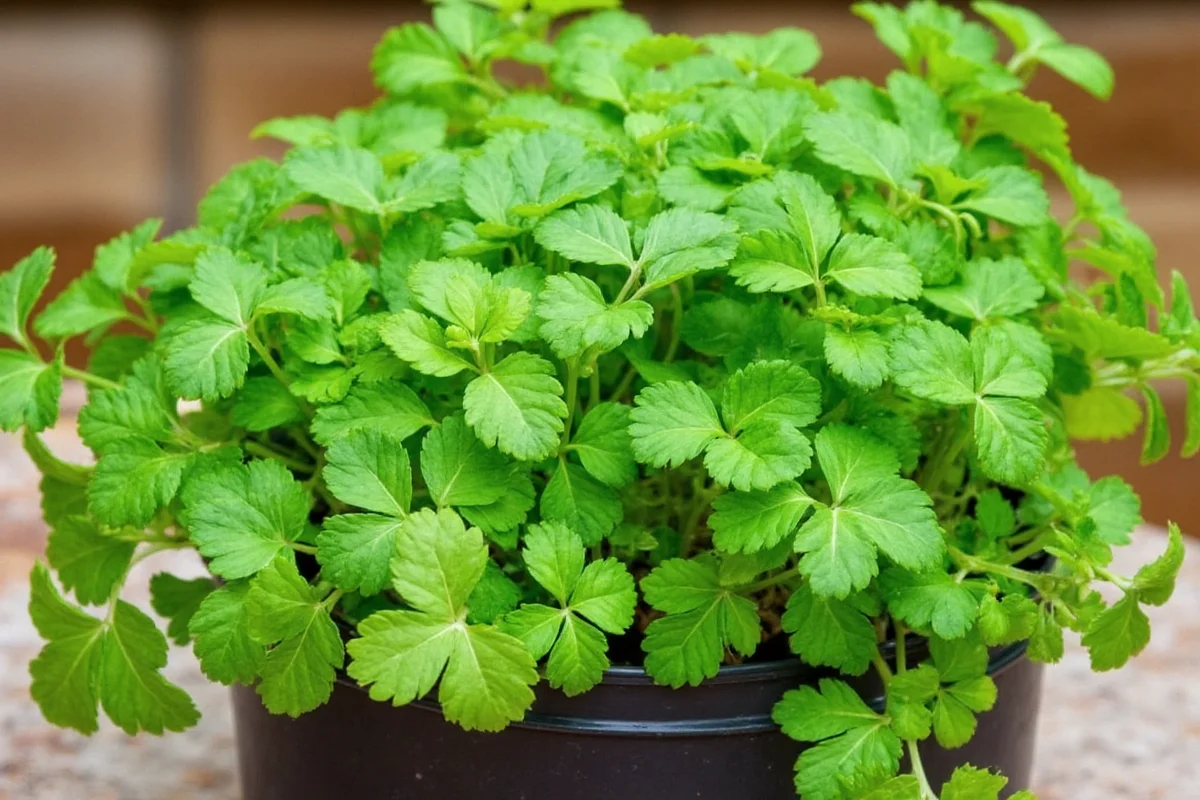 how to care for coriander plant