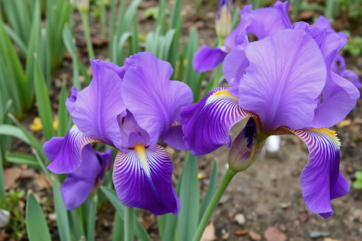 0505 iris