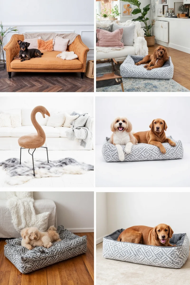 pawsitively perfect 10 genius ways to style your home with pet slipcovers that actually look good