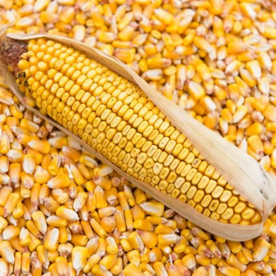 
Corn feed Russia origin GMO FREE 