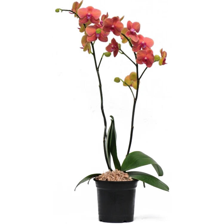 
taiwan phalaseopsis orchid seedlings for sale 