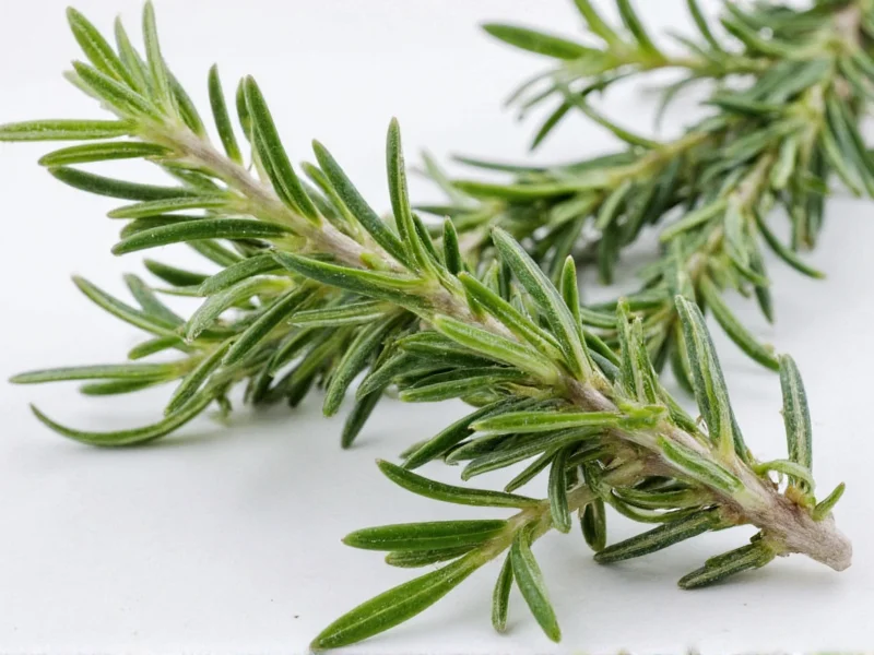 Fresh Rosemary to Dried Conversion Ratio Explained