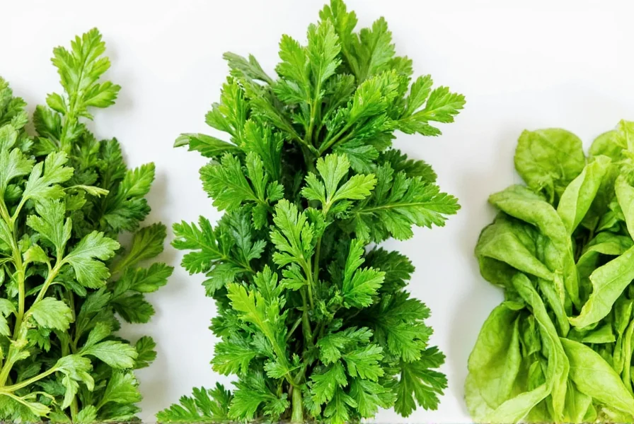 Fresh herbs comparison: parsley, culantro, and Thai basil arranged for coriander substitution