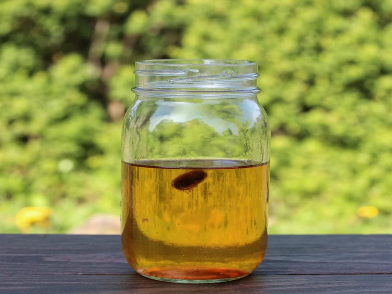 DIY vinegar fly trap in mason jar