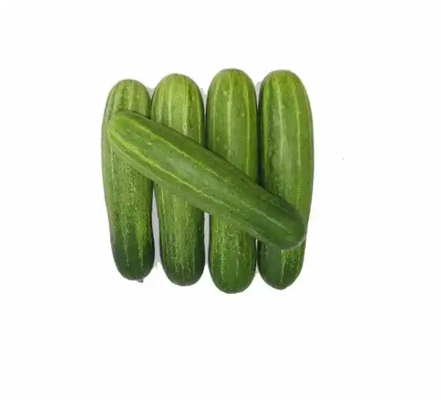 
Fresh cucumber 