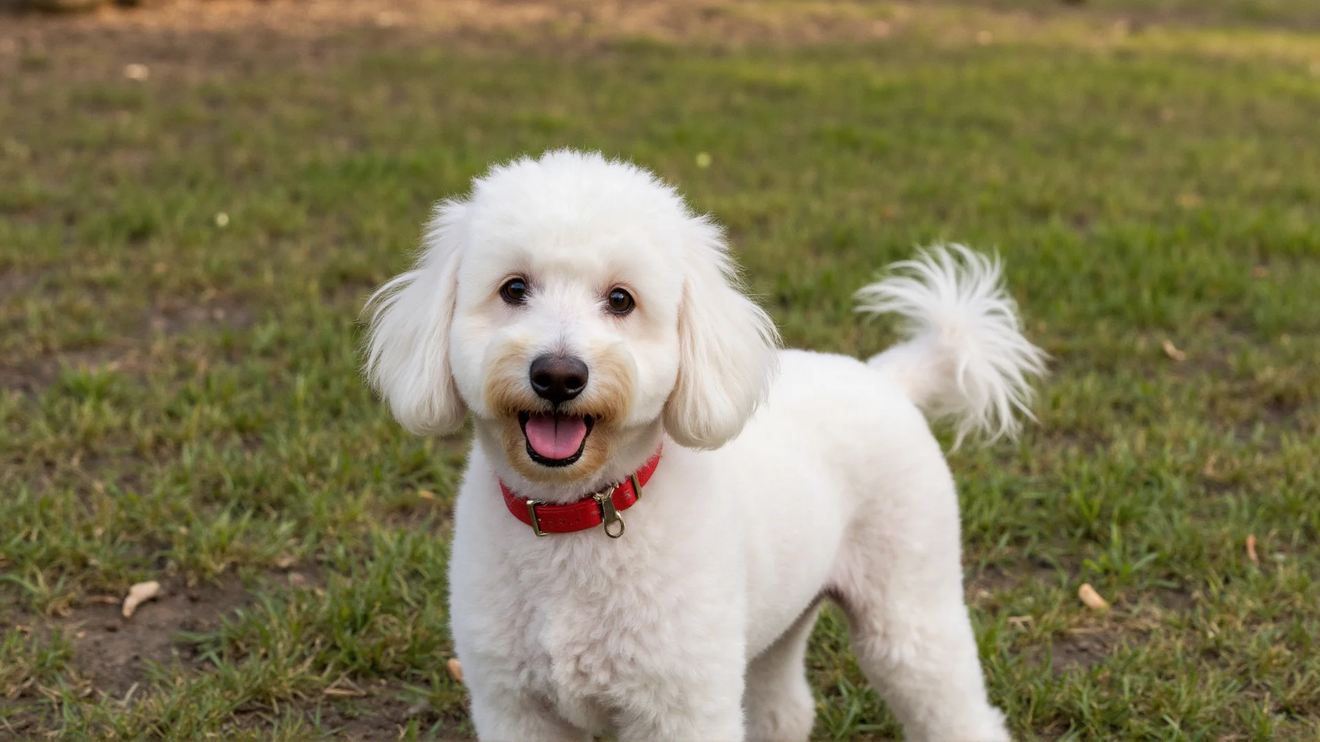 The Ultimate Poodle Beauty Guide: Professional Grooming Tips for a Show-Stopping Look