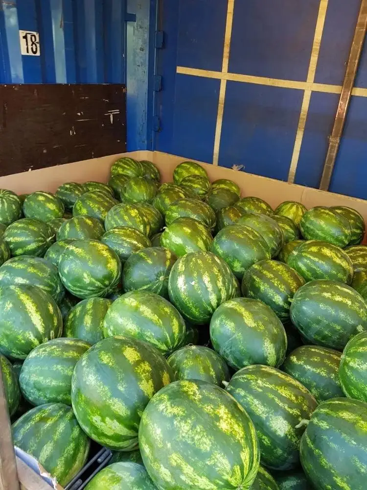 
Fresh Greece Peloponnese Bulk Year Round Frozen Watermelons for sale 