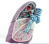 Human Diseased lung Pathological lung Model Smokers' Visceral lung Respiratory System Teaching Model