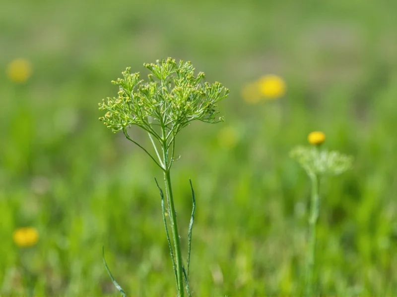 Wild Dill Plant: Identification, Uses, and Foraging Guide