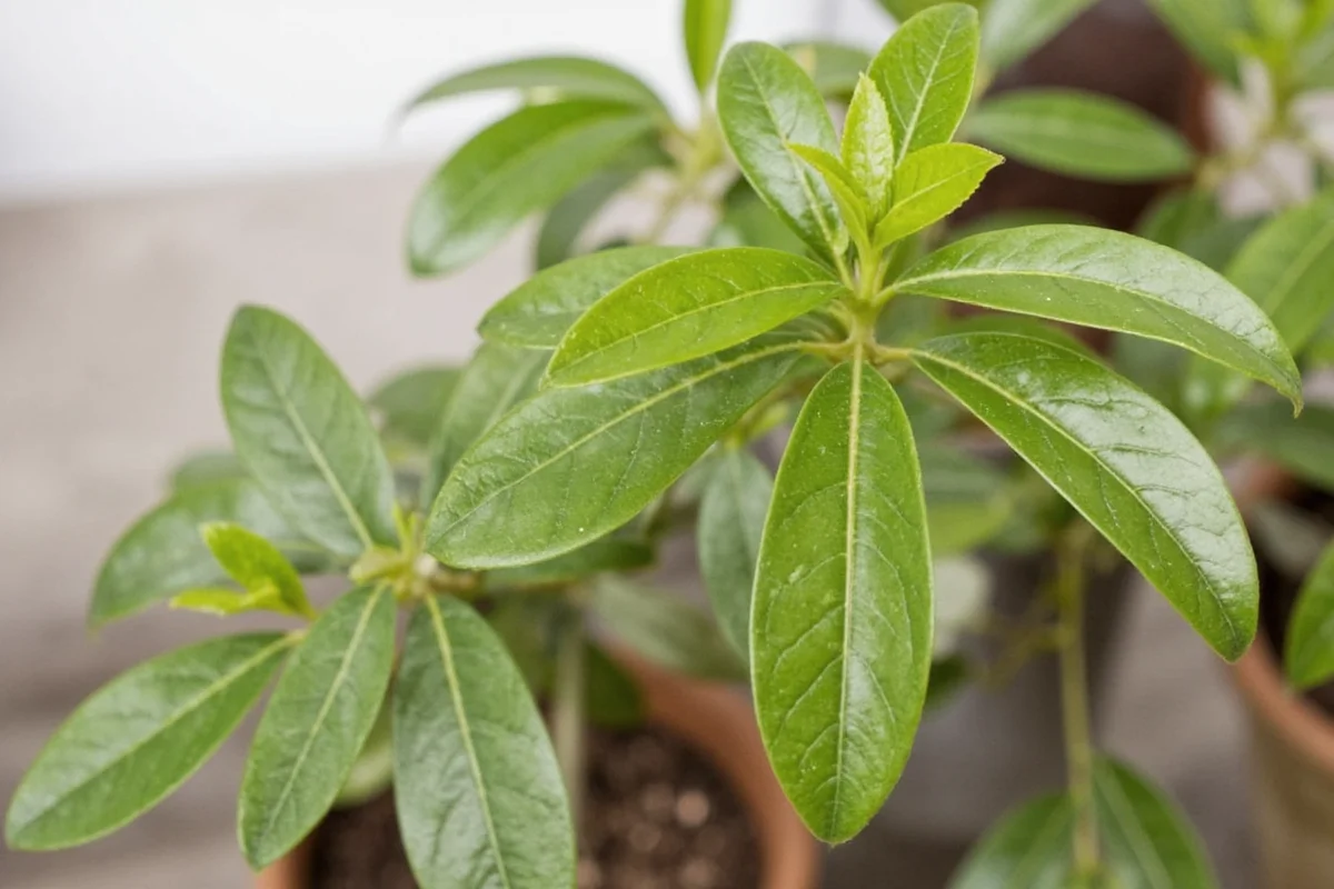 how to take care of money tree plant