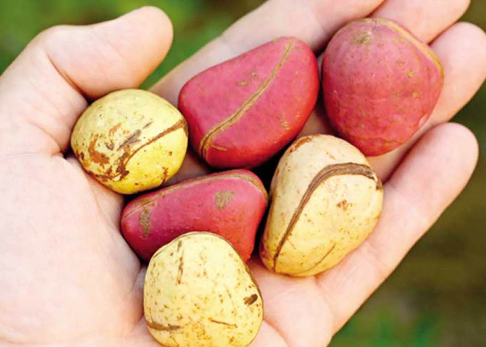 100% pure natural cola acuminata extract kola nut extract powder