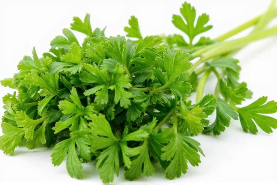 Illustration showing the complete coriander plant with labeled parts: roots, stems, leaves, flowers, and seeds