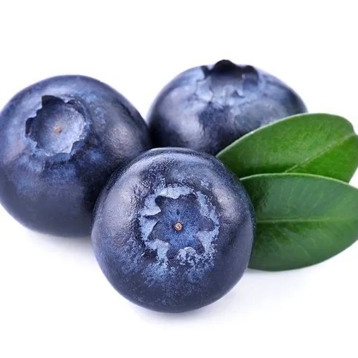 high quality with favorable price blueberry extract