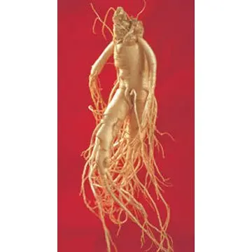 
Chinese Herb Material Wild Ginseng Root Top Quality White Ginseng Root 