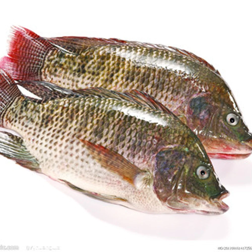 
High Quality Seafood Product Red and Black Frozen Tilapia 