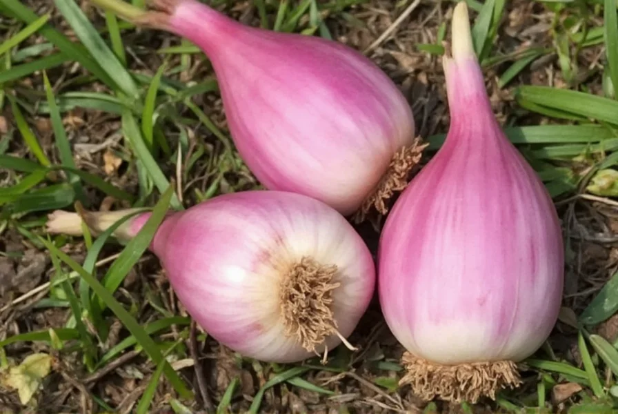 Saffron Bulb Truth: Corms Not Bulbs - Complete Growing Guide