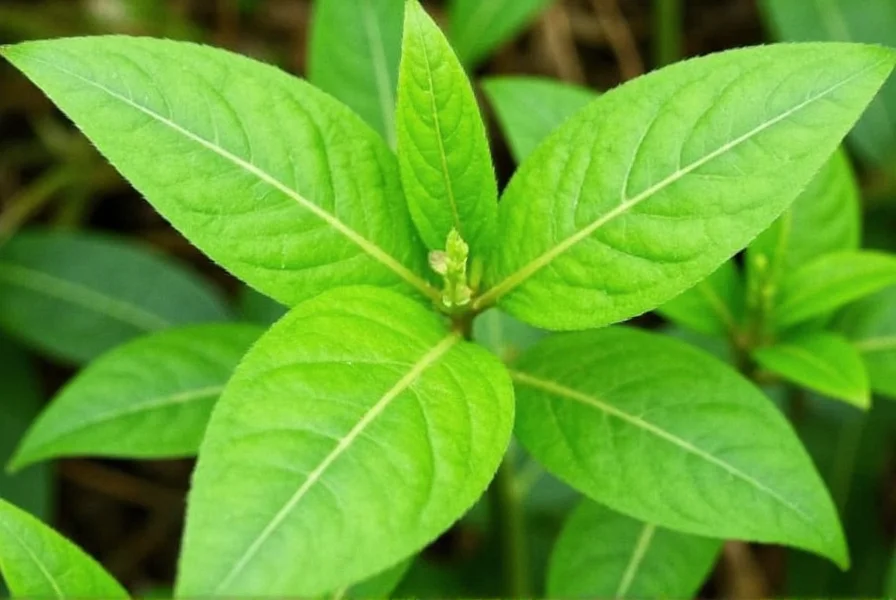 Ginger Leaf: Uses, Benefits & How to Grow Guide