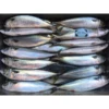 Our company exports a large mount of this frozen mackerel fish to Vietnam every year