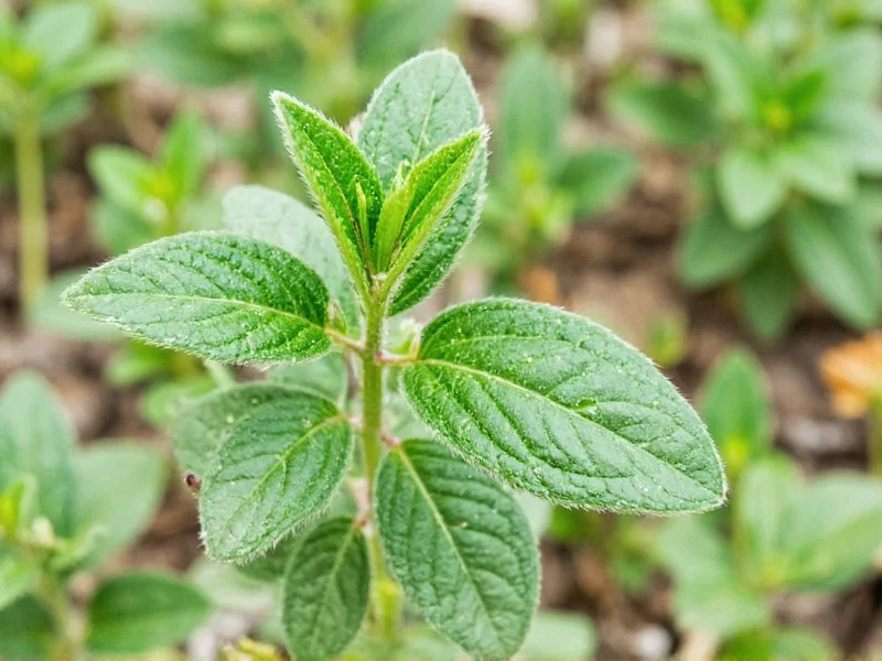 Salvia: Spanische Übersetzung von Sage & Anwendungstipps