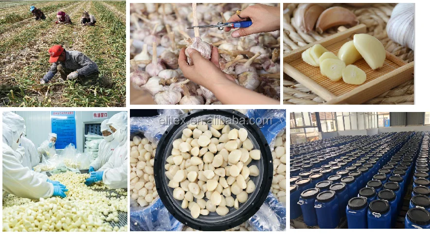 Garlic in Chinese Factory Fresh White Garlic Exporter