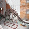 Dinosaur Museum Resin Dinosaur T-rex Skeleton
