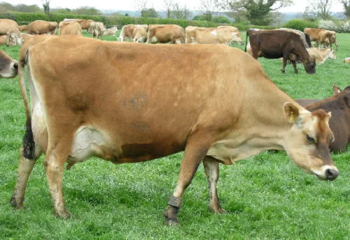 
Jersey cows oxes bulls 