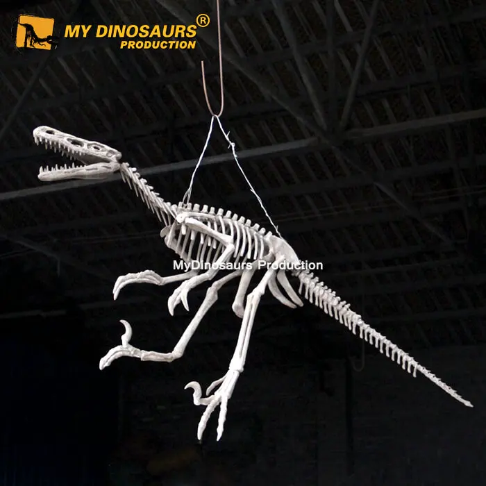 life size velociraptor skeleton