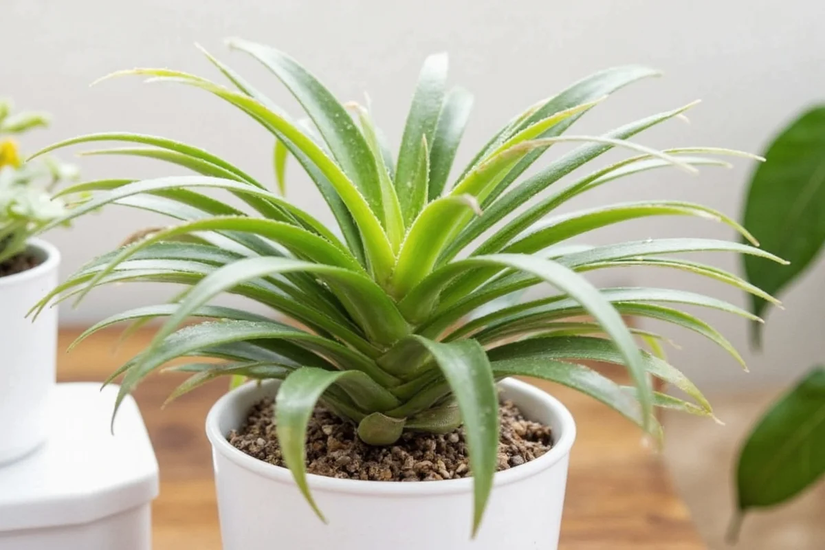 how to care for air plant