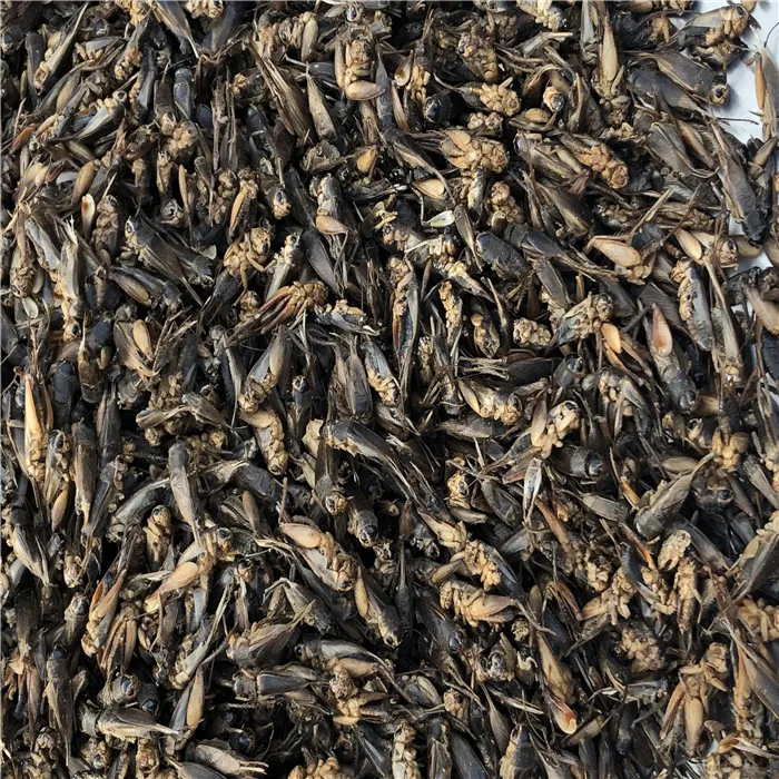Pet Food A Grade Dried Cricket For Bird Chicken Reptile Buy Dried