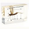 Conformation of Grasshopper Embedded Specimen for Teaching Model