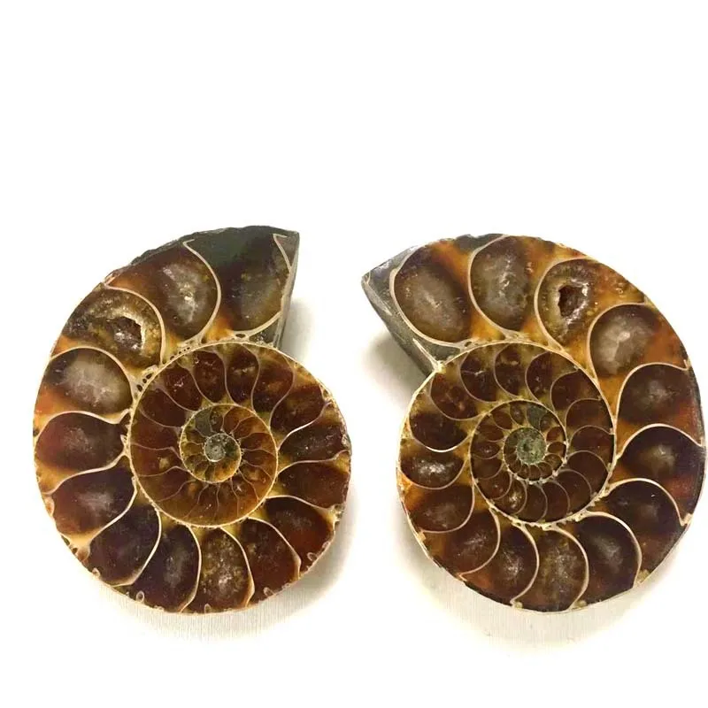 

Natural Stones Pendants Ammonite Fossils Seashell Snail Ocean Reliquiae Conch Animal Statement Mineral specimen collection