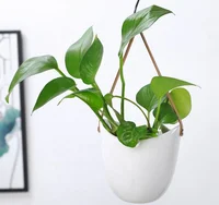 

New white ceramic flower hanging succulent hydroponic flower pot belt wall hanging planter