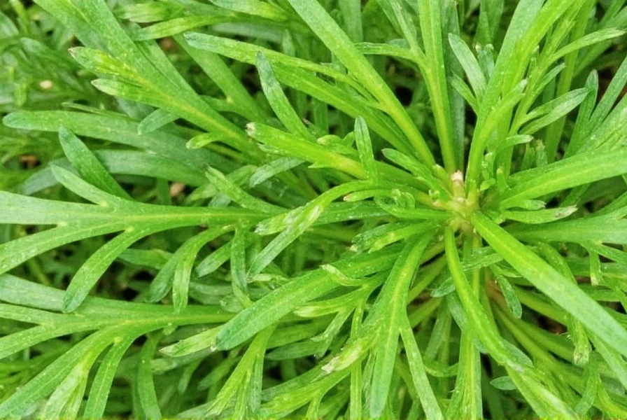 dill weed what is it used for a flavorful guide for spice lovers