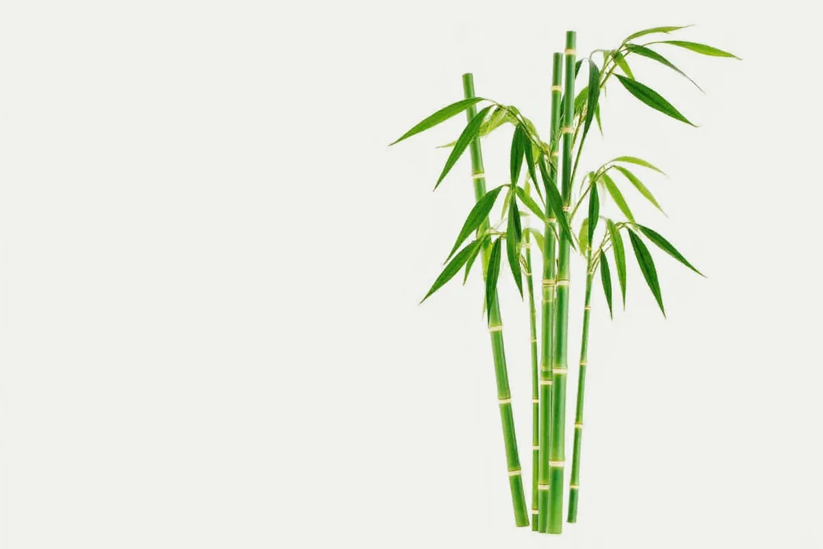 What Does a Bamboo Plant Represent? Symbolism Explained
