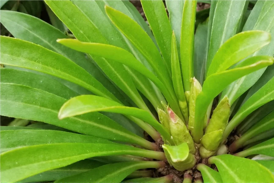 Ginger Plant for Sale: Where to Buy & How to Select Healthy Rhizomes