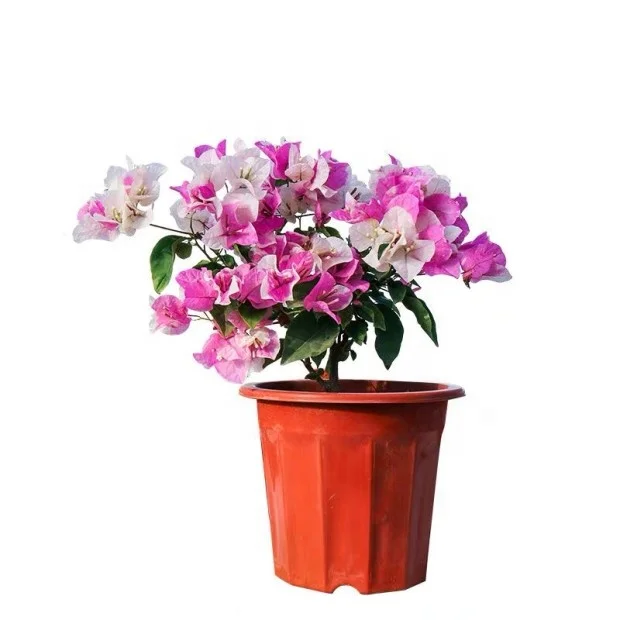 
whole sale high quality bougainvillea colorful 