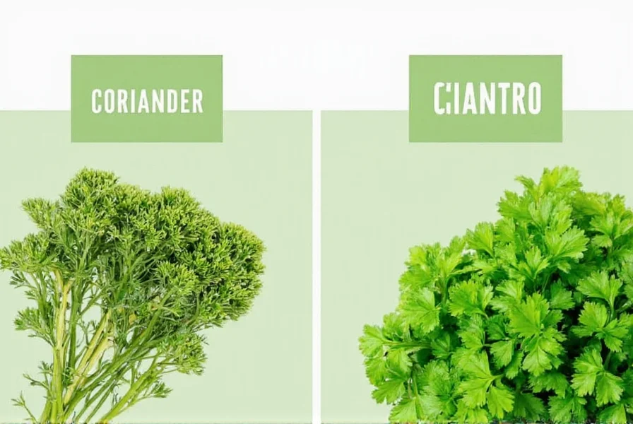 Fresh cilantro leaves and coriander seeds side by side comparison