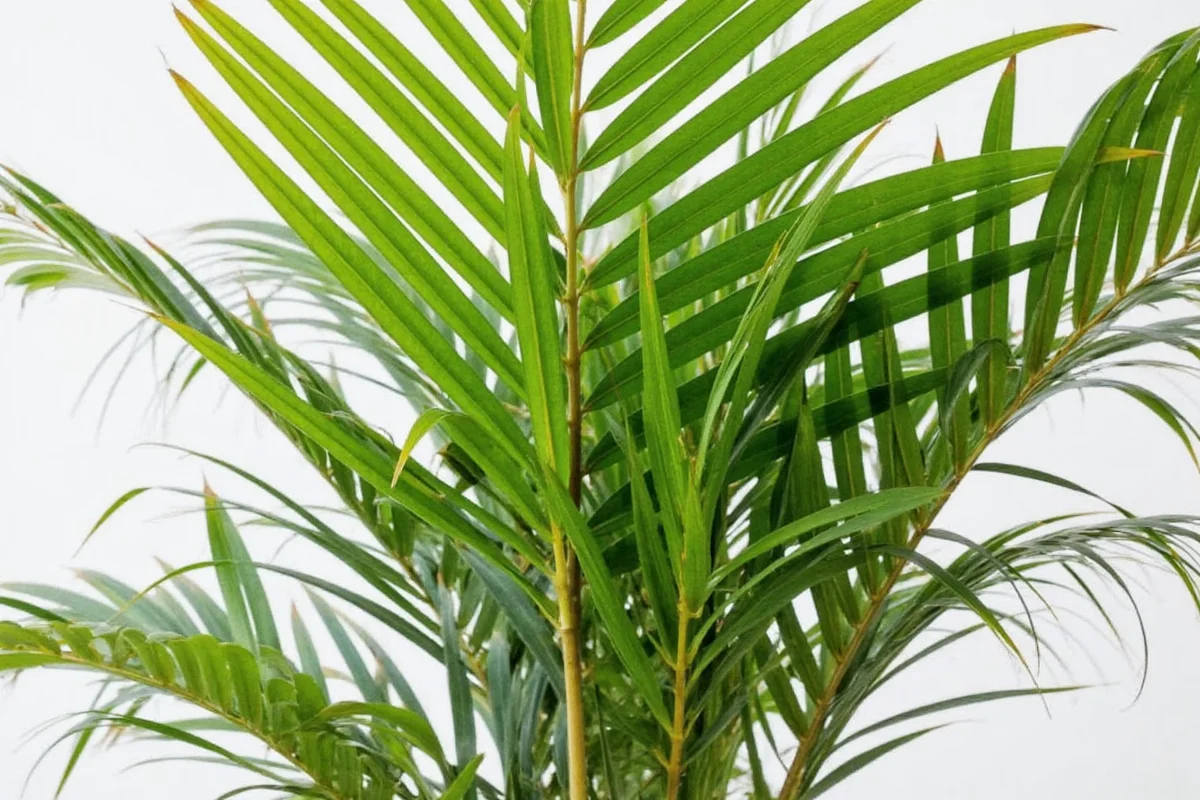 how to take care of a palm plant