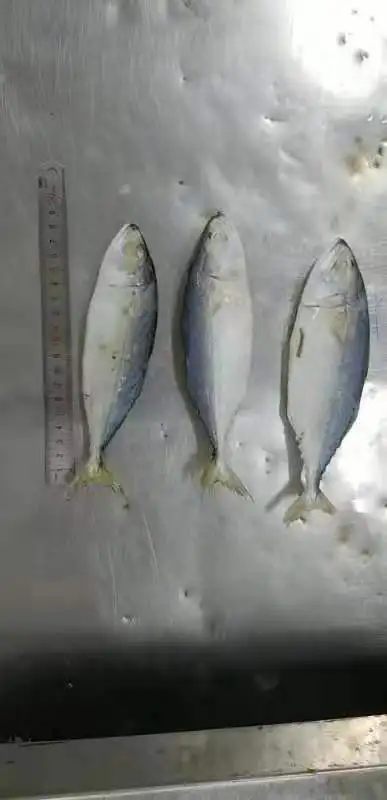 
Frozen indian mackerel size 4-6 and 6-8 