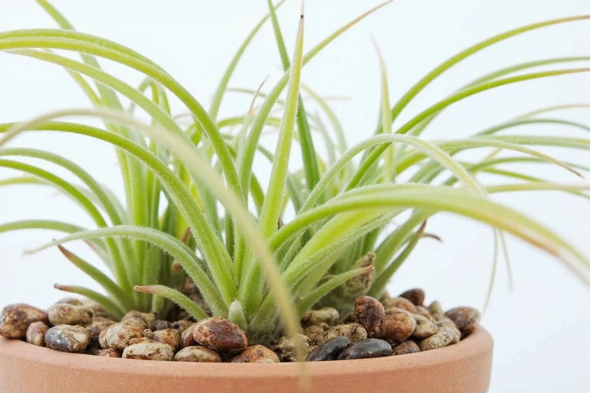 can you propagate air plants
