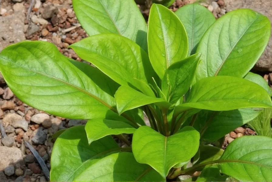 ginger plant full sun or partial