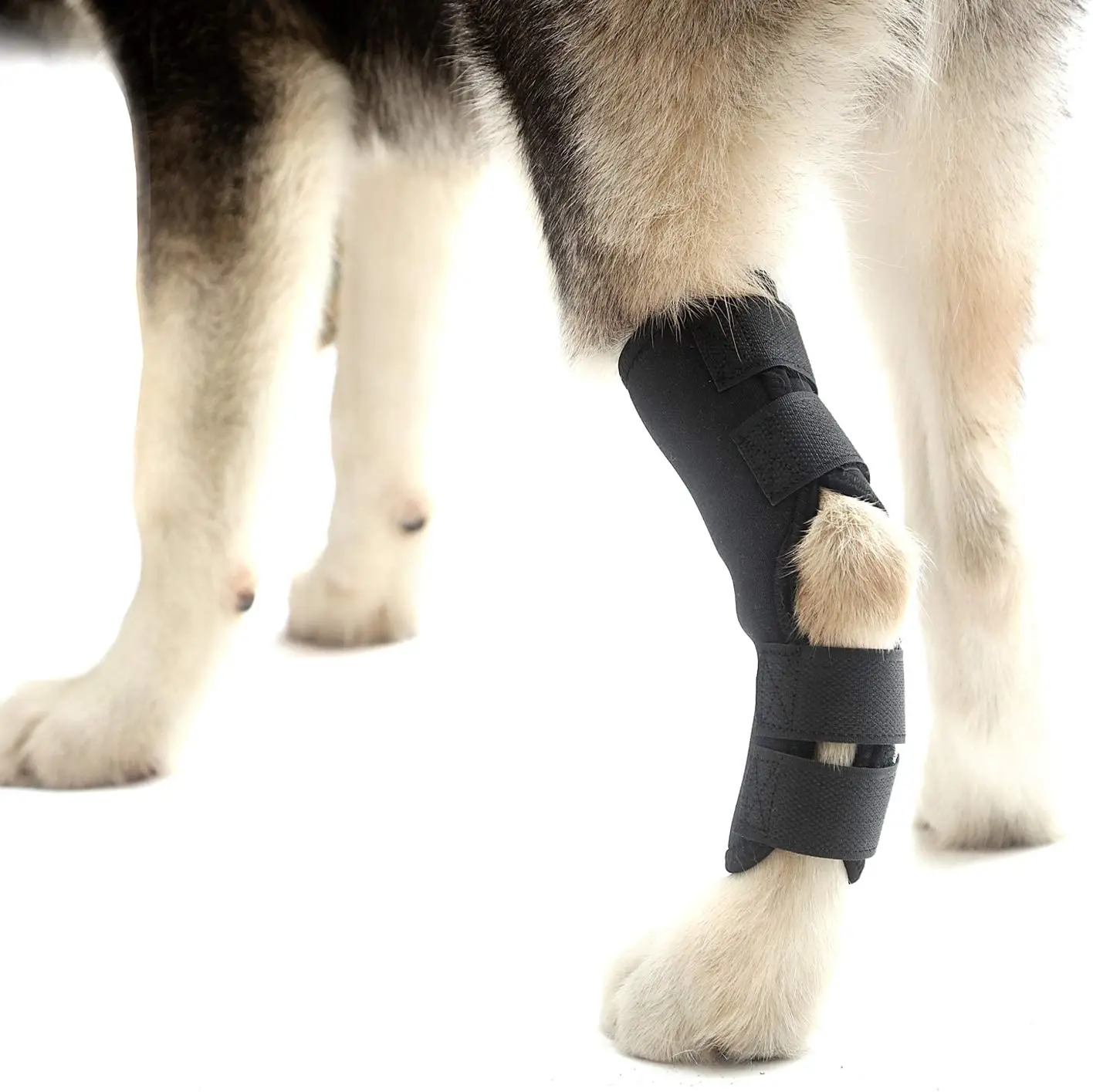 

Hot selling neoprene dog knee support brace protector dog leg brace for Hock Joint Wrap, Black